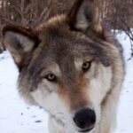 AmandaGreywolf